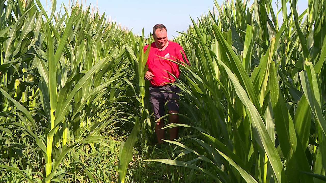 Béarn : les producteurs de maïs très inquiets par la sécheresse