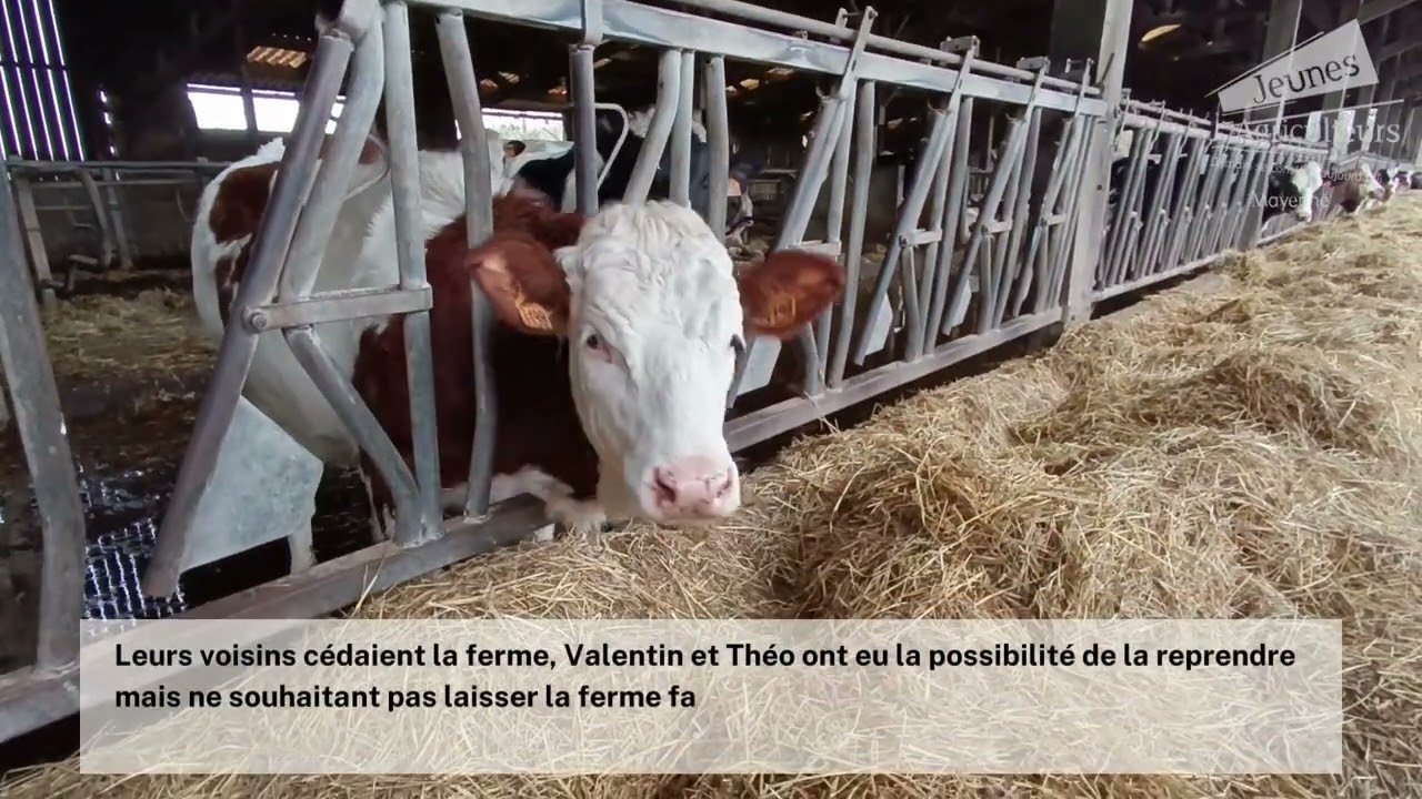Prix à l'installation 2023 | Valentin et Théo Beucher | Jeunes Agriculteurs Mayenne